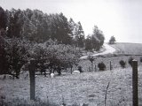 193- Blik op de Heiberg 1950.JPG